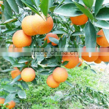 Sweet navel orange 1st class price