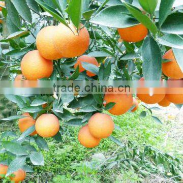 Sweet Navel Orange 1st Class Price