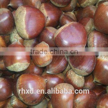 Health food fresh chestnut price/Chestnut from Thailand/Wholesale chestnut