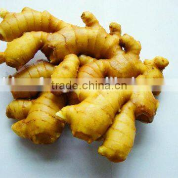 Professional Ginger Supplier Fresh Ginger photo-2