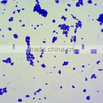 shool student teaching and rescarching lab microbiology prepared slides for microscopes