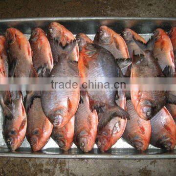 Hot sell frozen black pomfret 500-1000g IQF