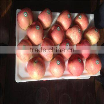 Fuji Apple Exporter