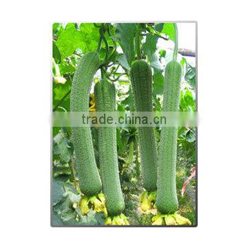 Hybrid luffa seeds Sponge gourd for sale-Zaojia