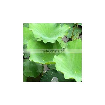 Lotus Leaf Extract Powder