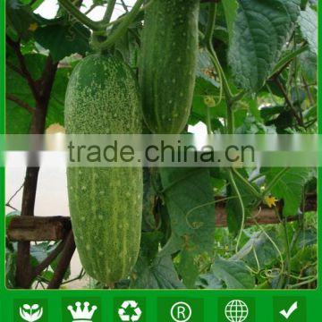 CU04 Jieyang f1 hybrid cucumber seeds for spring and autumn planting