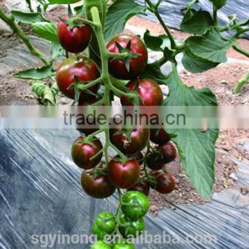 High yield cherry tomato seeds tomato seeds Colorful F1