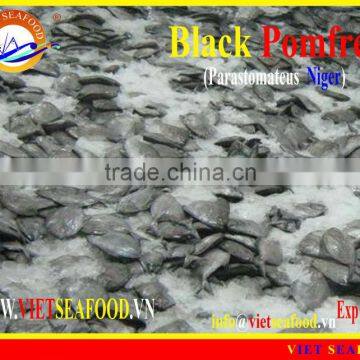 FROZEN BLACK POMFRET
