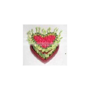 Lucky Bamboo ( Dracaena Sanderiana) Heart Shape photo-5