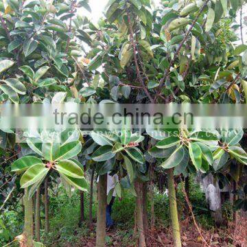 Ficus elastica live plants