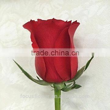 Fresh Cut Flowers Processing Type wholesale fresh flowers rose for weddings