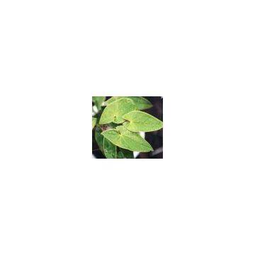 Epimedium extract