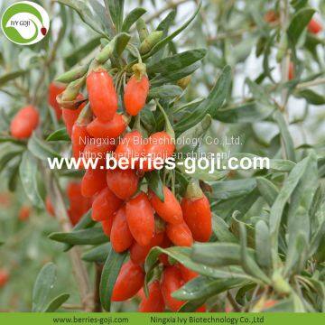 Factory Supply Nutrition Dried Chinese Wolfberry photo-2