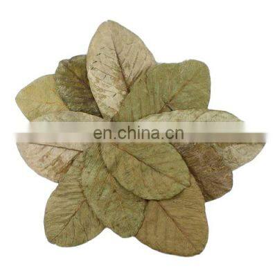 Dried Guava Leaf For Tea/Dried Guava Leaves The Best Chosen For Your Health from Vietnam