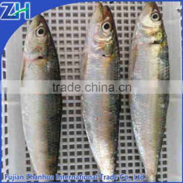 wholesale sardine can