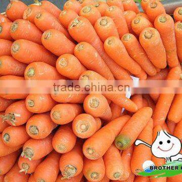 Hot sale Carrot,Fresh Red Carrot,Carrot Juice,Carrot Harvest Season