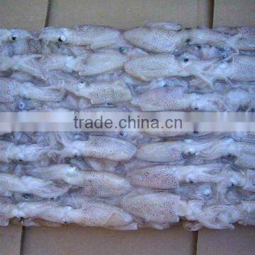 fresh frozen baby squid whole round