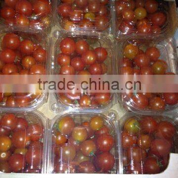 fresh tomatoes