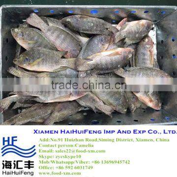 China Export fresh frozen black tilapia with competitive price