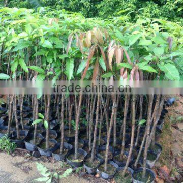 Mango tree seedling