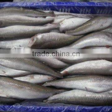 Frozen canadian hake HGT marine fish