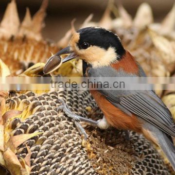 Bird Food 2014 Hot Sell Bird Striped Sunflower Seeds