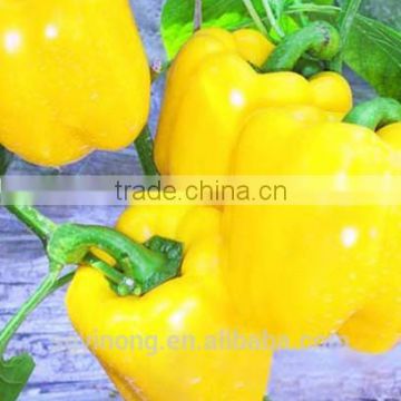 early maturity high yield and disease resistant sweet pepper seeds Eiffel F1