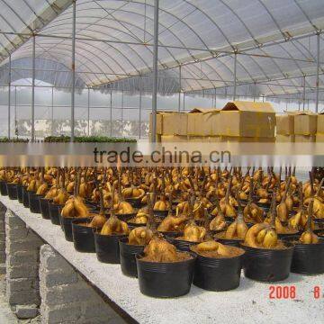 Sell Ficus Microcarpa