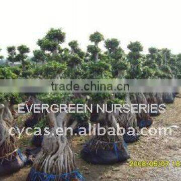 Ficus Big Bonsai