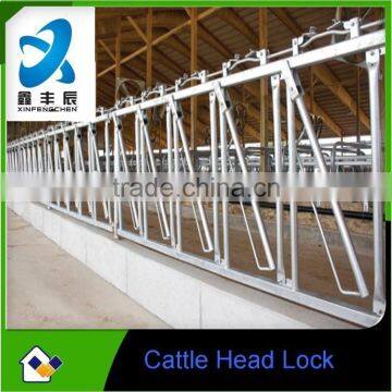 4 Cows Cow Headlocks for cow farm equipment