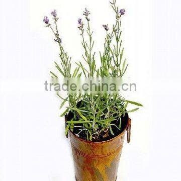 Lavender Pot, Rustic Long Pail, Copper Antique French Bucket