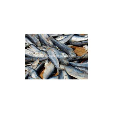 Dried Herring High Quatity From Viet Nam photo-2