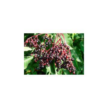 Elderberry Extract plant extract factory