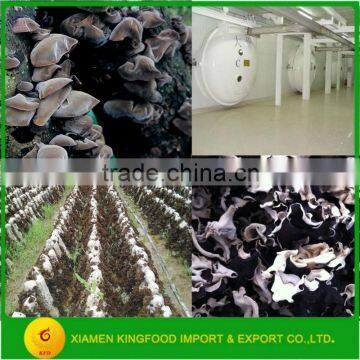 Fresh Edible Fungus Strip in Stock