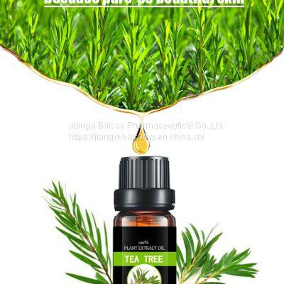 Tea Tree Essential Oil For Skin Body Aroma Humidifier Diffuser In Bulk Price Pure Natural photo-2