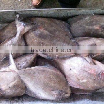 IQF frozen black pomfret fish