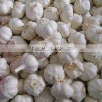 Fresh garlic