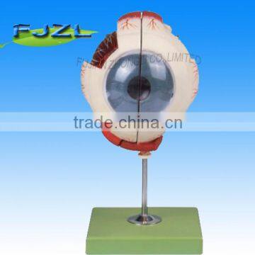 human anatomy eye model