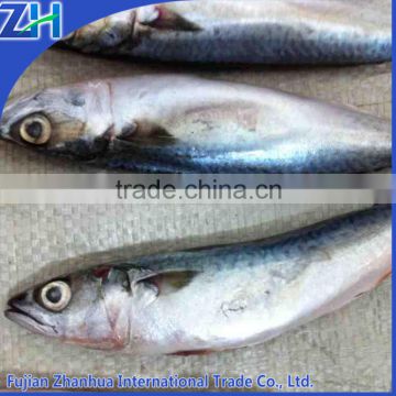 frozen pacific mackerel fish