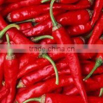 IQF frozen chilli/BQF chilli paste with BRC certificate