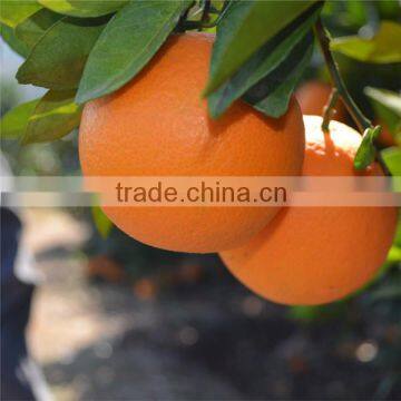 Export navel oranges