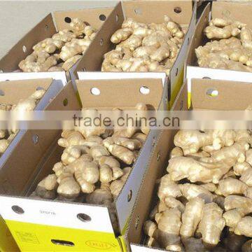 China Dry Ginger Export to Many Countries
