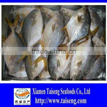 400-600g Golden Pompano Frozen Golden Pomfret photo-2