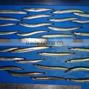 Frozen San Eel