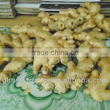 Good quality Grade A Fresh Ginger