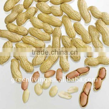 Chinese Peanuts supplier