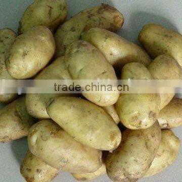 Chinese Sweet Fresh Potato