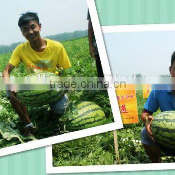 Hybrid watermelon seeds for planting-NC