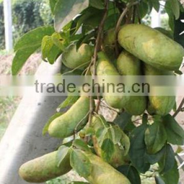 High Sweetest High Nutrition Wild Banana Fruit Seeds For Sale Holboellio Latifolia Wall Seeds For Growing