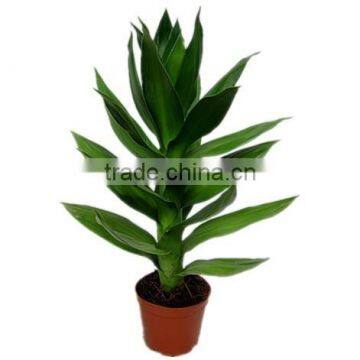 Aquatic Lotus Bamboo plant Dracaena sanderiana